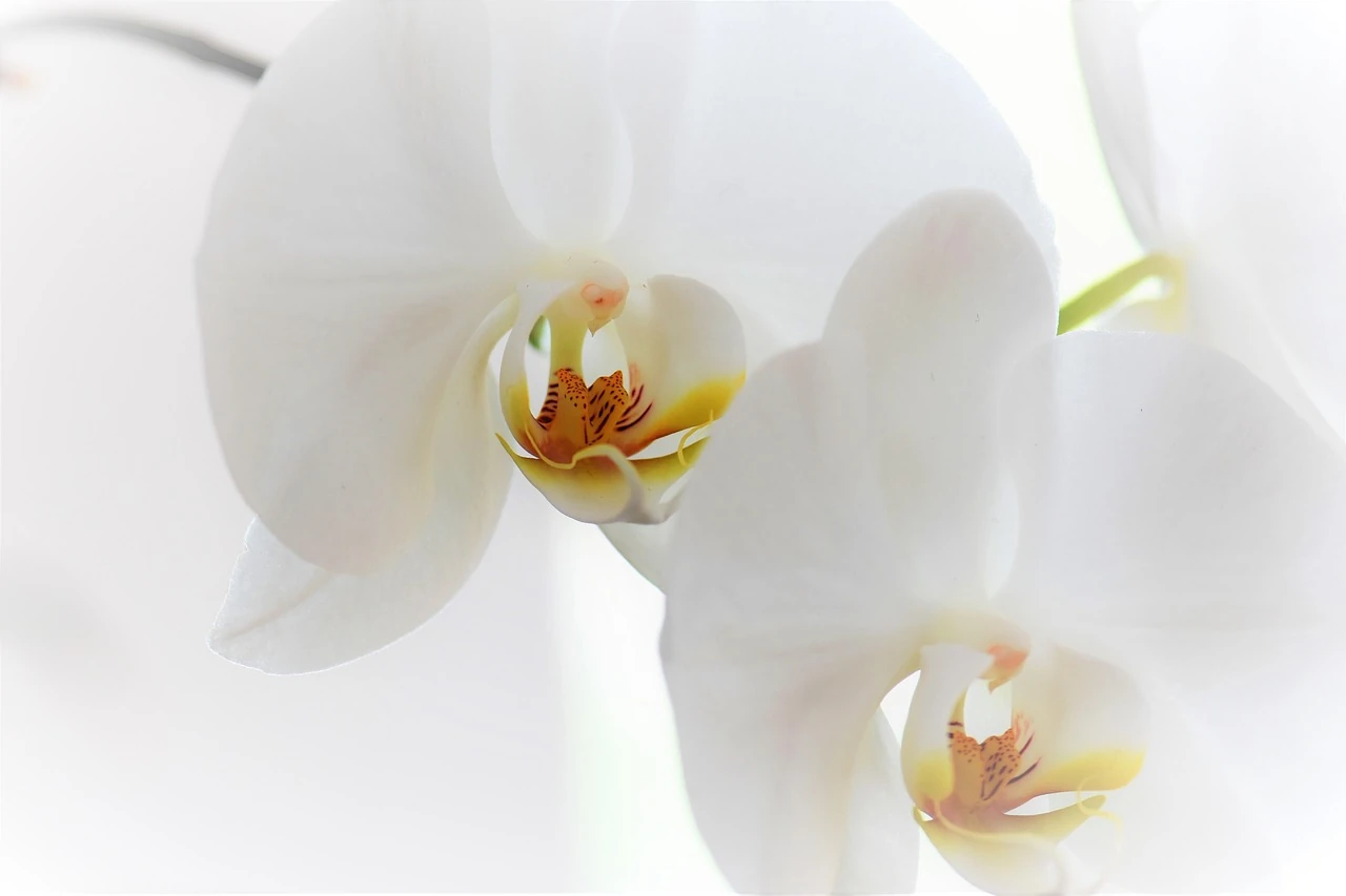 Nahaufnahme einer weißen Orchideenblüte. Die Blüte ist in voller Blüte und zeigt die
feinen Details der Blütenblätter sowie die lebendige Farbe der Staubgefäße